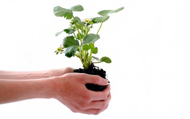 grow their client base grow their client base